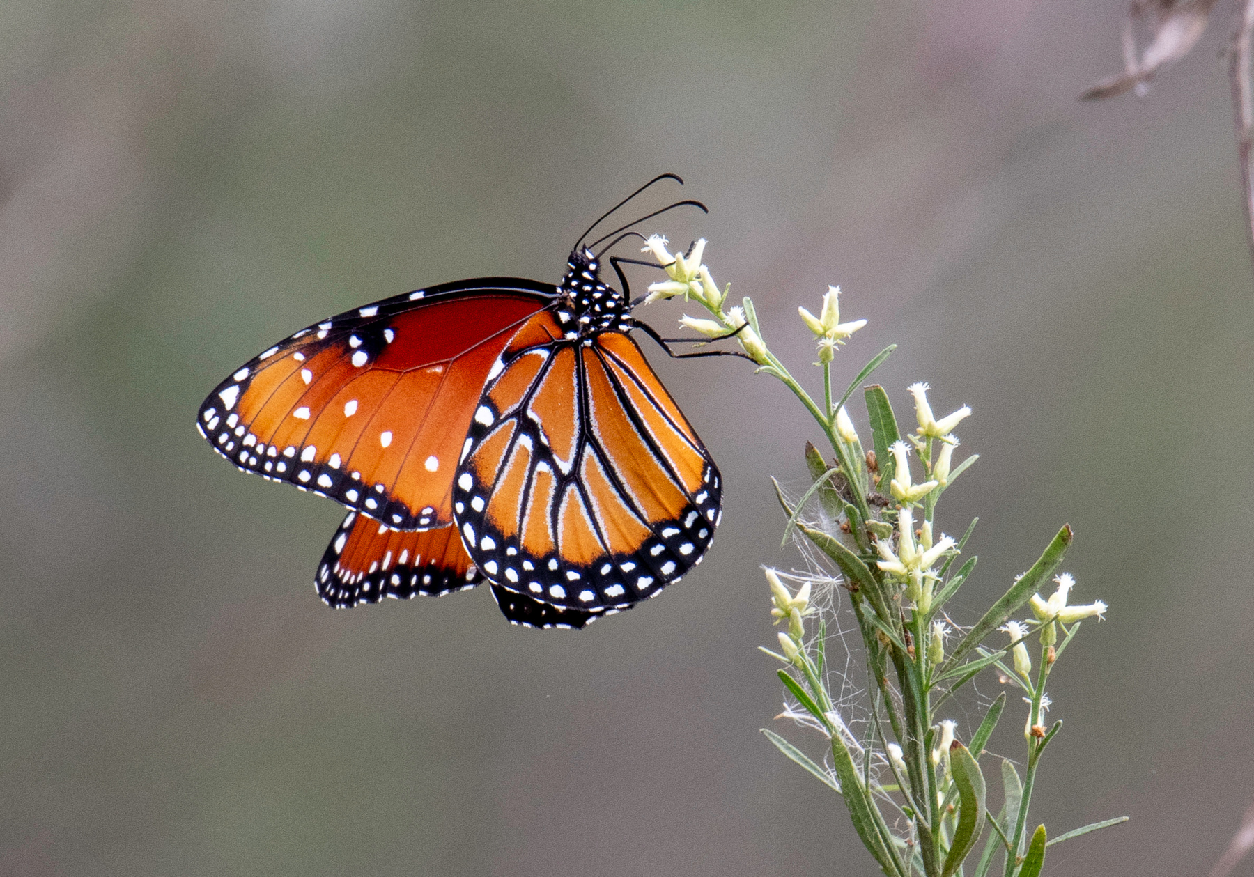 Королева бабочка Queen Butterfly Danaus gilippus