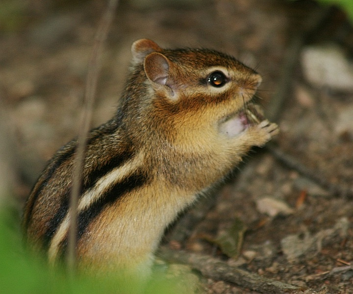 Чип бурундук Квебек Канада chipmunk tamias minimus Quebec Canada