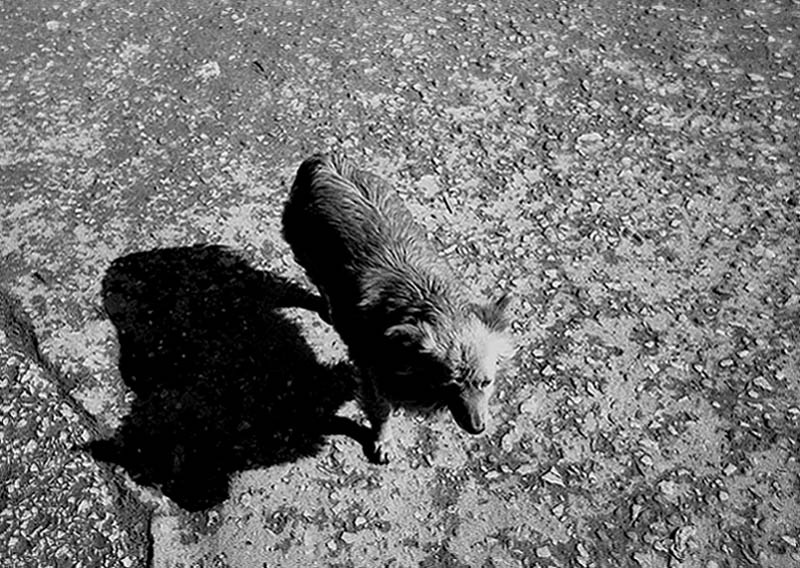 un dog tres petite 