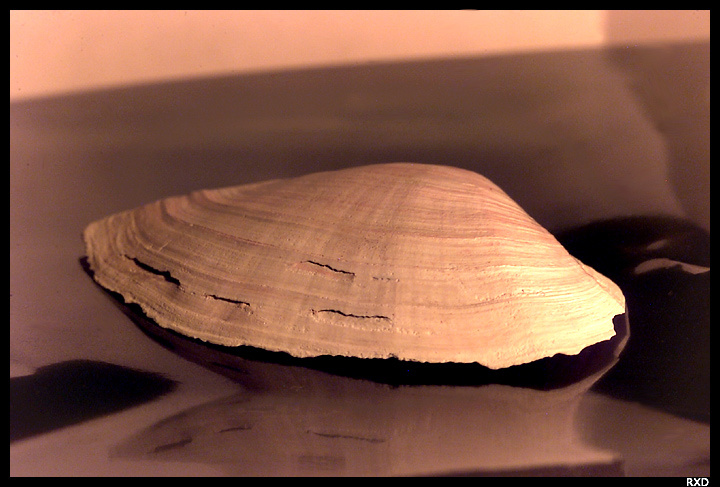 Shell shell, reflections