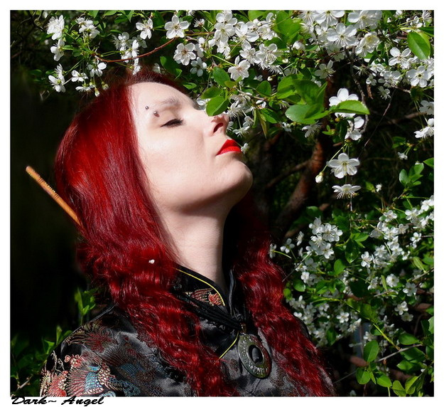 petals лепестки, вишня, весна, Тверь, dark-angel