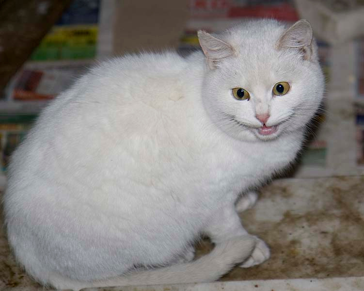 Улыбка с котом кошка улыбка