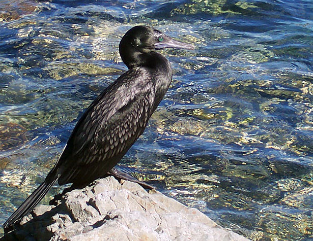 Кропленый баклан under 150k Mалый черный баклан  Phalacrocorax sulcirostris