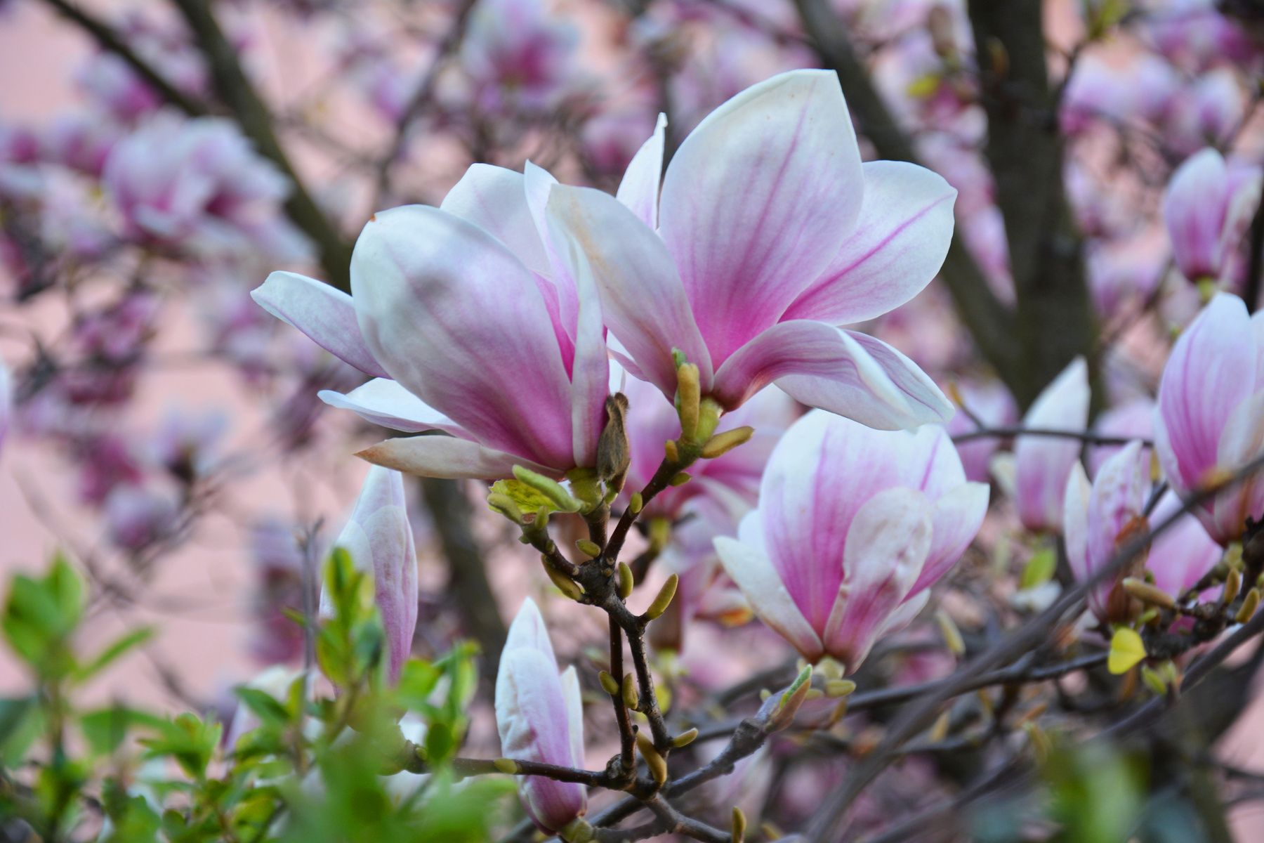 Magnolia 