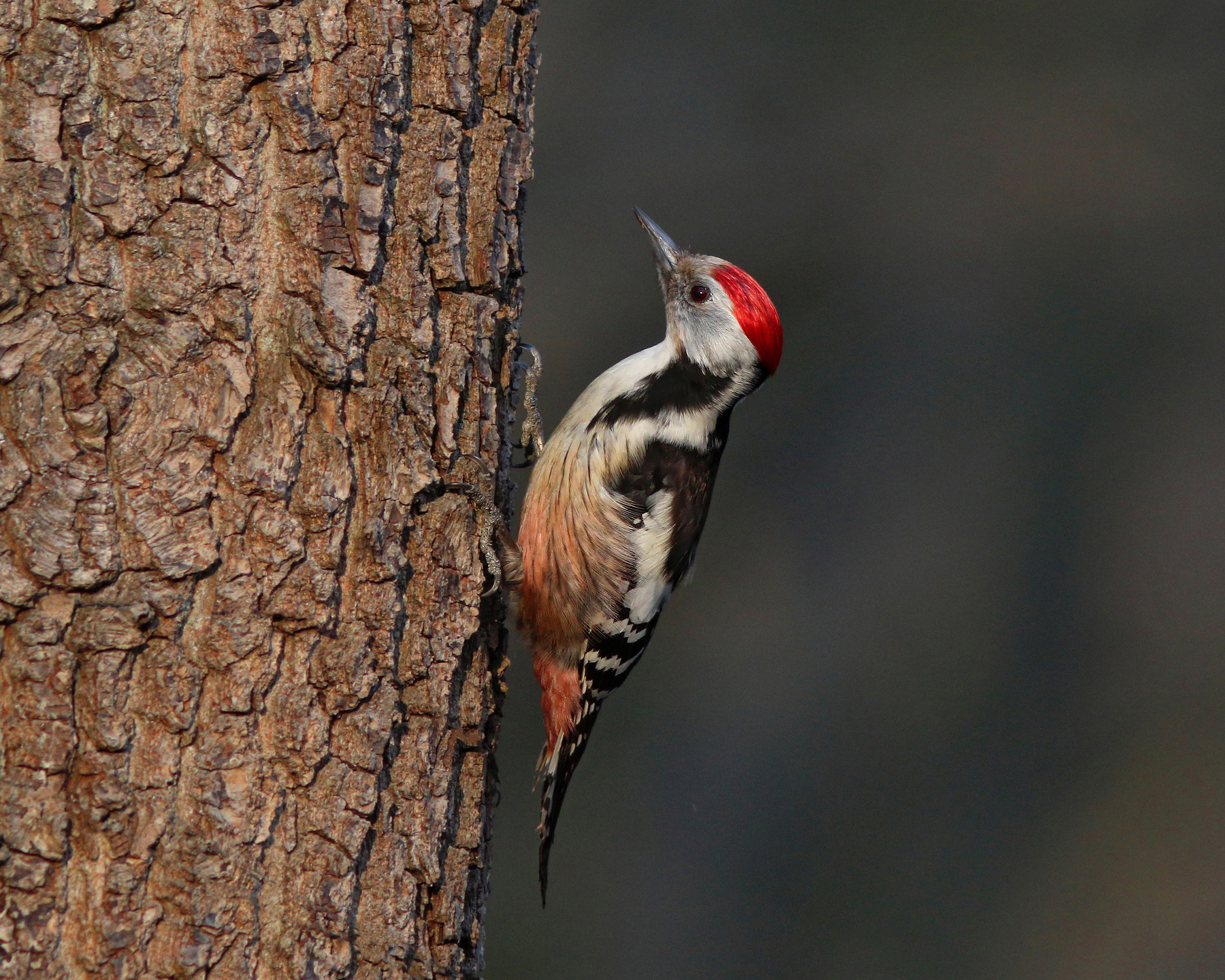 Вертлявый дятел Средний пёстрый дятел Вертлявый Дятел Dendrocopus medius Middle-spotted woodpecker Woodpecker