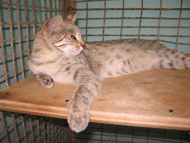 Кашка Ульма Кошка