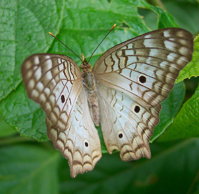 Белая, а не белянка бабочка white peacock Nymphalidae