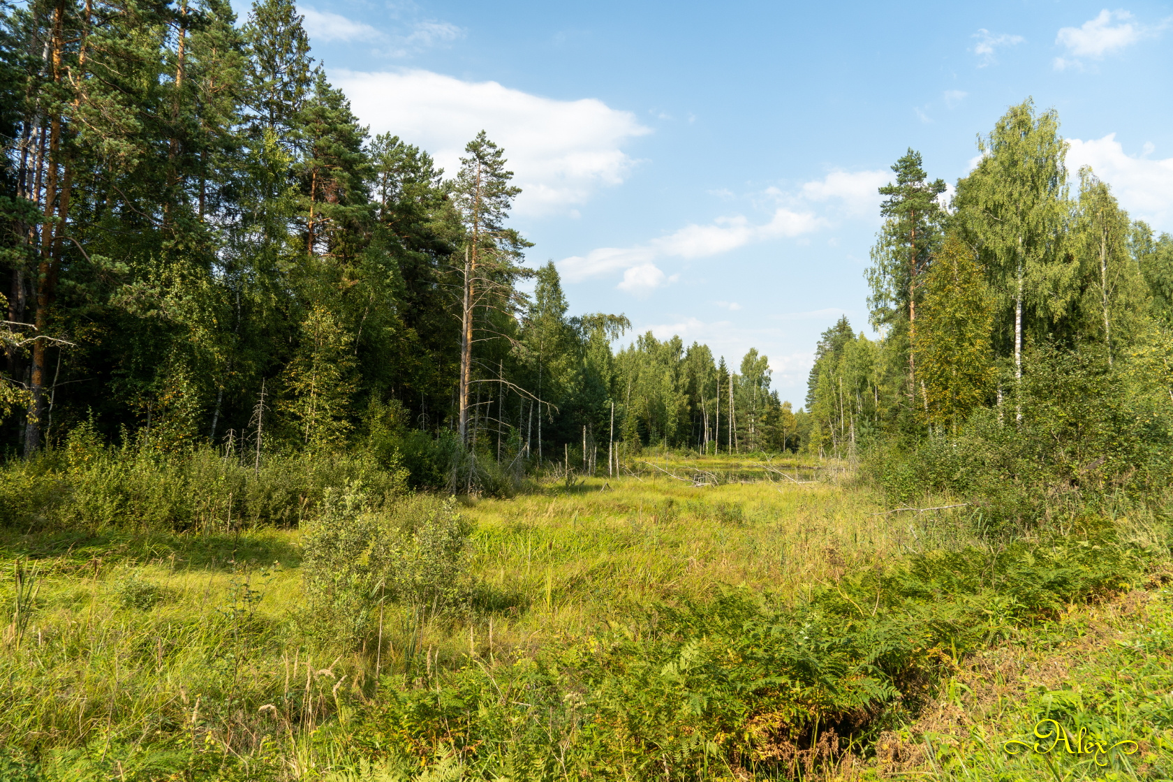 Лесная просека лес природа пейзаж