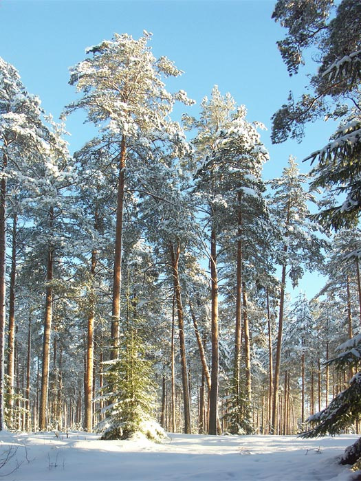 Ёлочка Лес ель зима