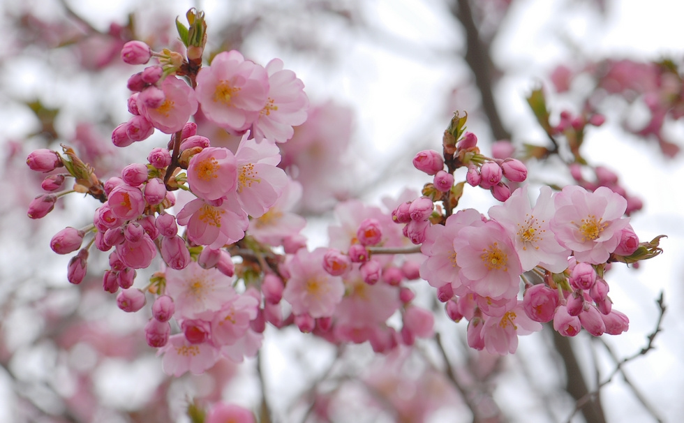 Начало нежно-розовой весны розовые цветы деревья prunus апрель цветение весна розовая