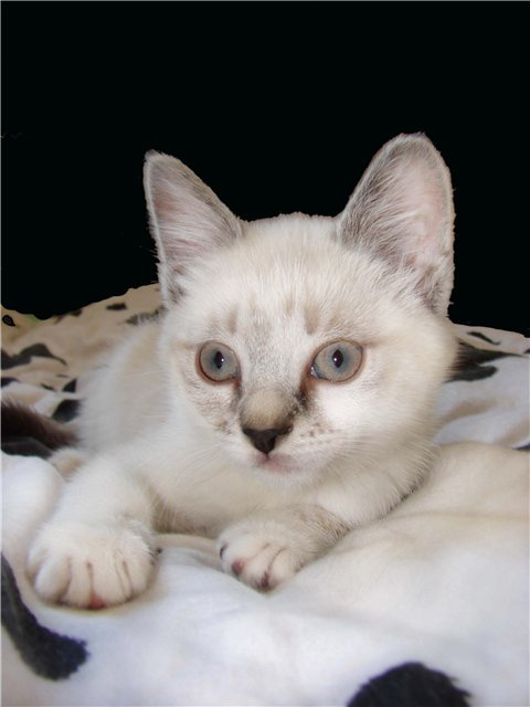 Кошкин портрет кошка, котенок