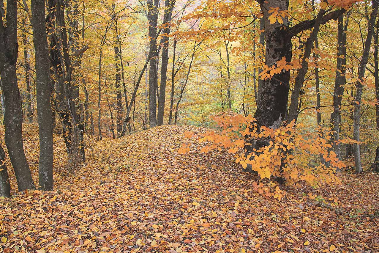 Сплошная осень 