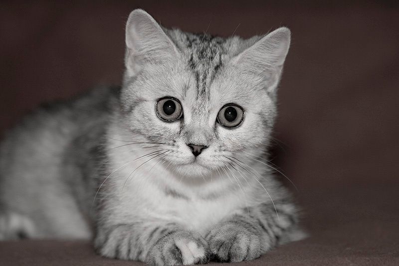 o_o взгляд, кошка, кот, котёнок, глаза, внимание