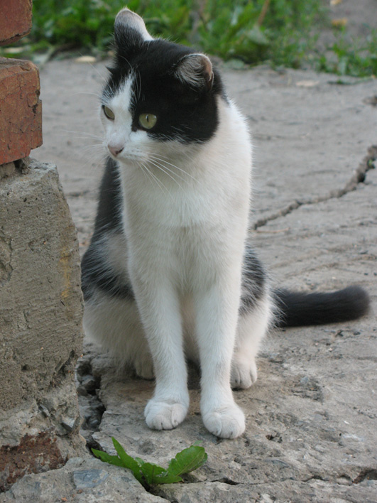 ...Значит мы в засаде cats