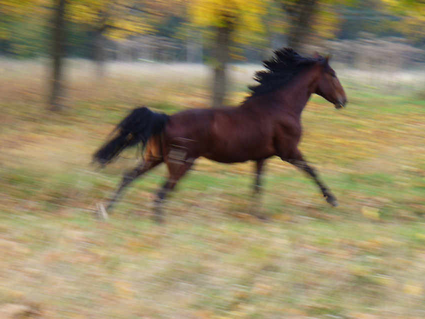 Wild horse Конь породистый скорость сила самец