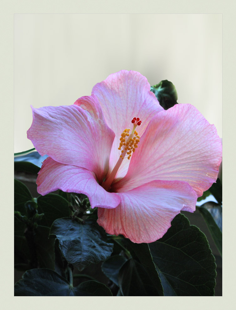 Hibiscus Amour Hibiscus Amour гибискус
