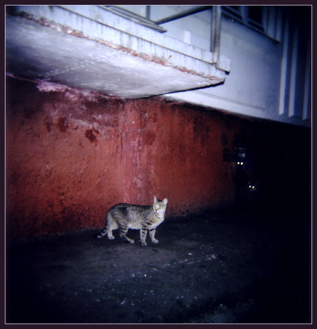 Огоньки Holga, Хольга