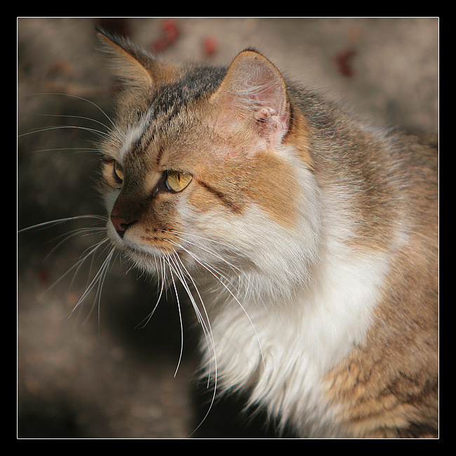 *** портрет уличного кота