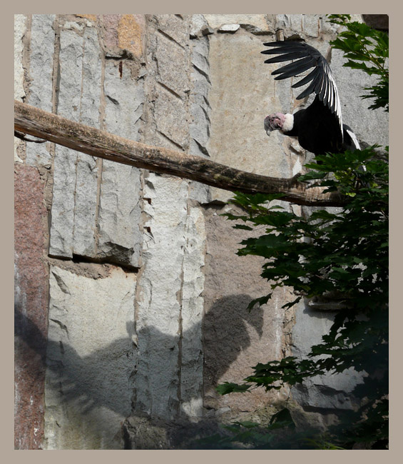 Театр теней Андский кондор, Vultur gryphus