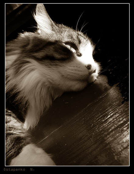Отдыхаю... кот