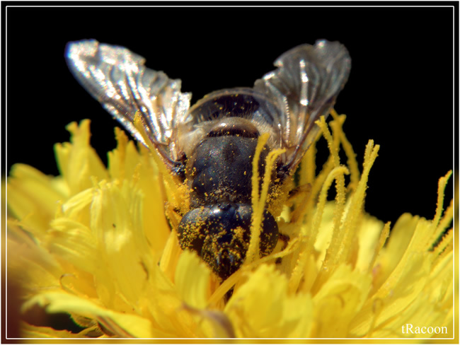 GOLDEN BEE пчела пыльца цветок