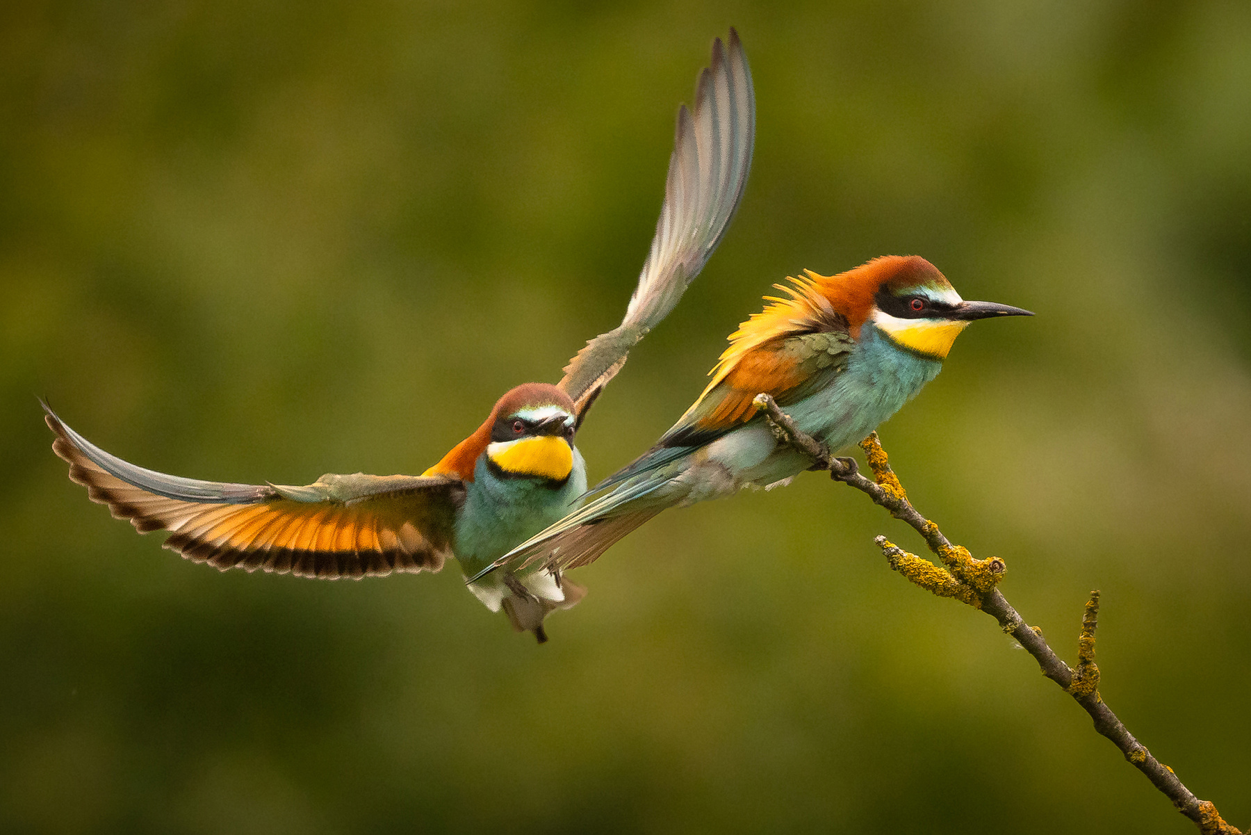 Bee-eater 