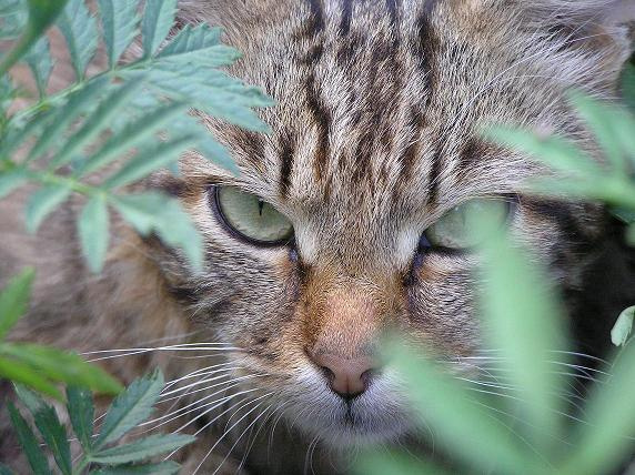 Охотник Коты кошки животные наши любимые киски