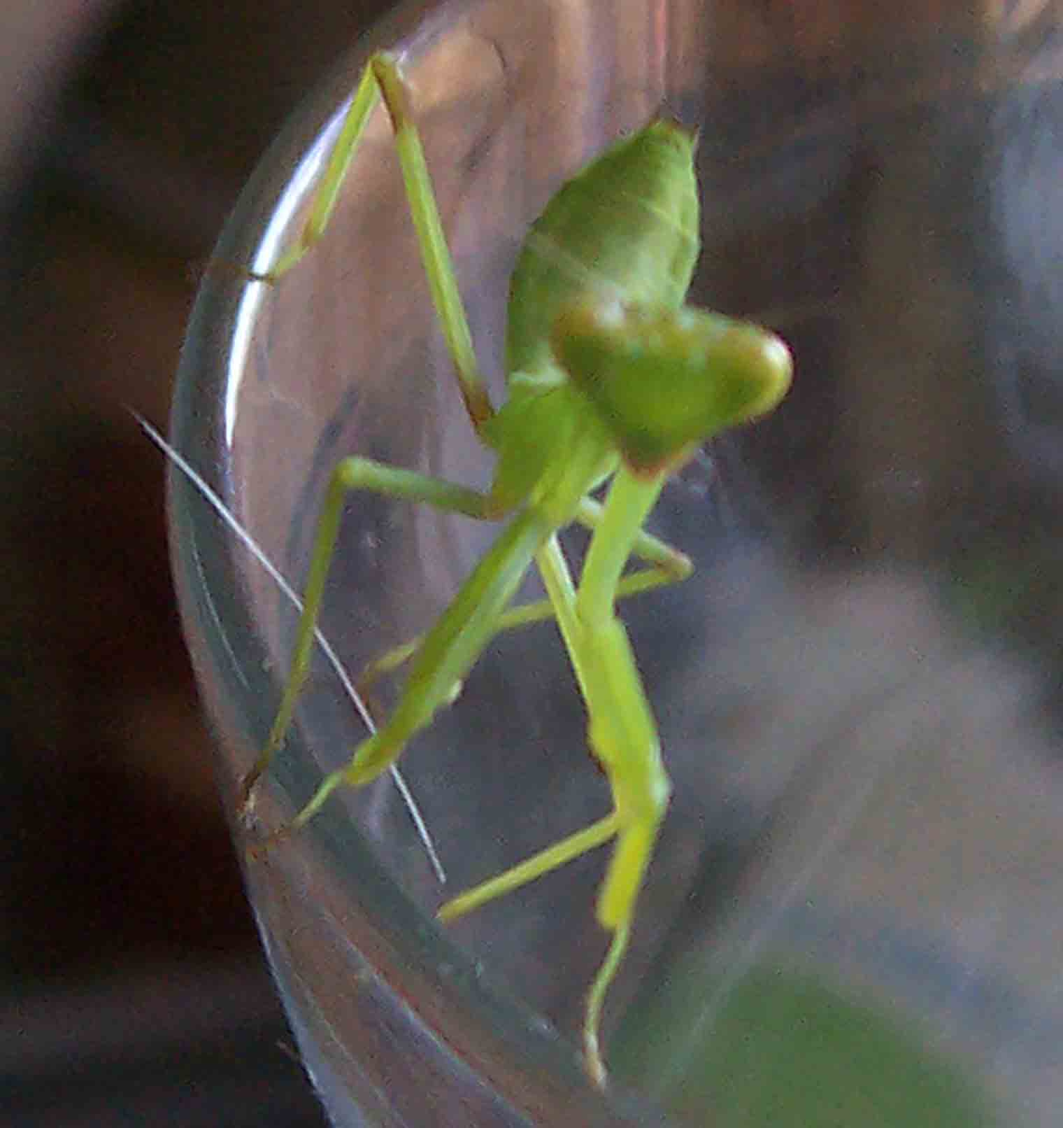 Praying Mantis3 praying mantis