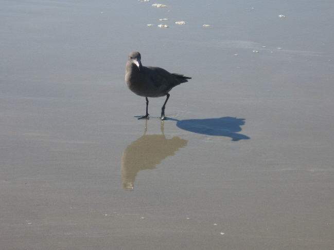 Bird on the sand Bird sand