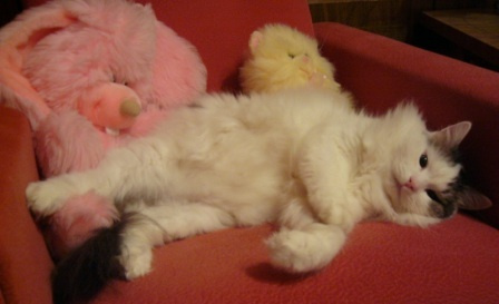Любимый кот! 