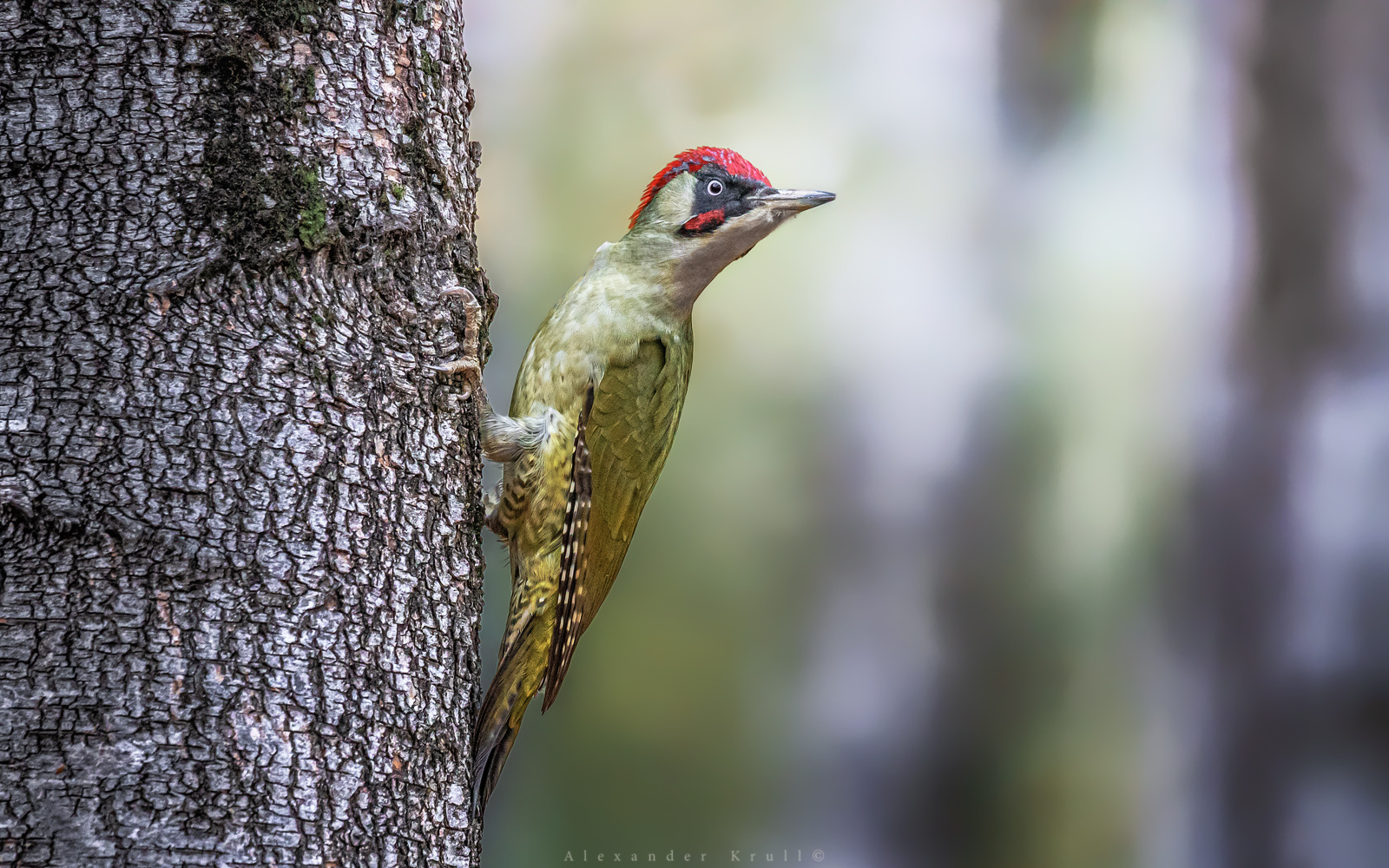 Он оглянулся посмотреть... дятел зеленый picus viridis