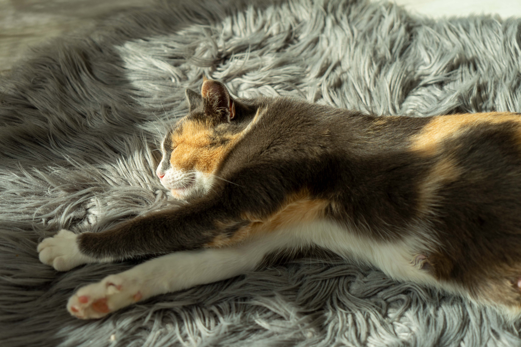 Жизнь удалась ) животные коты релакс