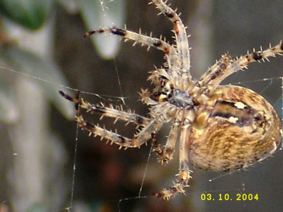 Иди ко мне... Паучиха