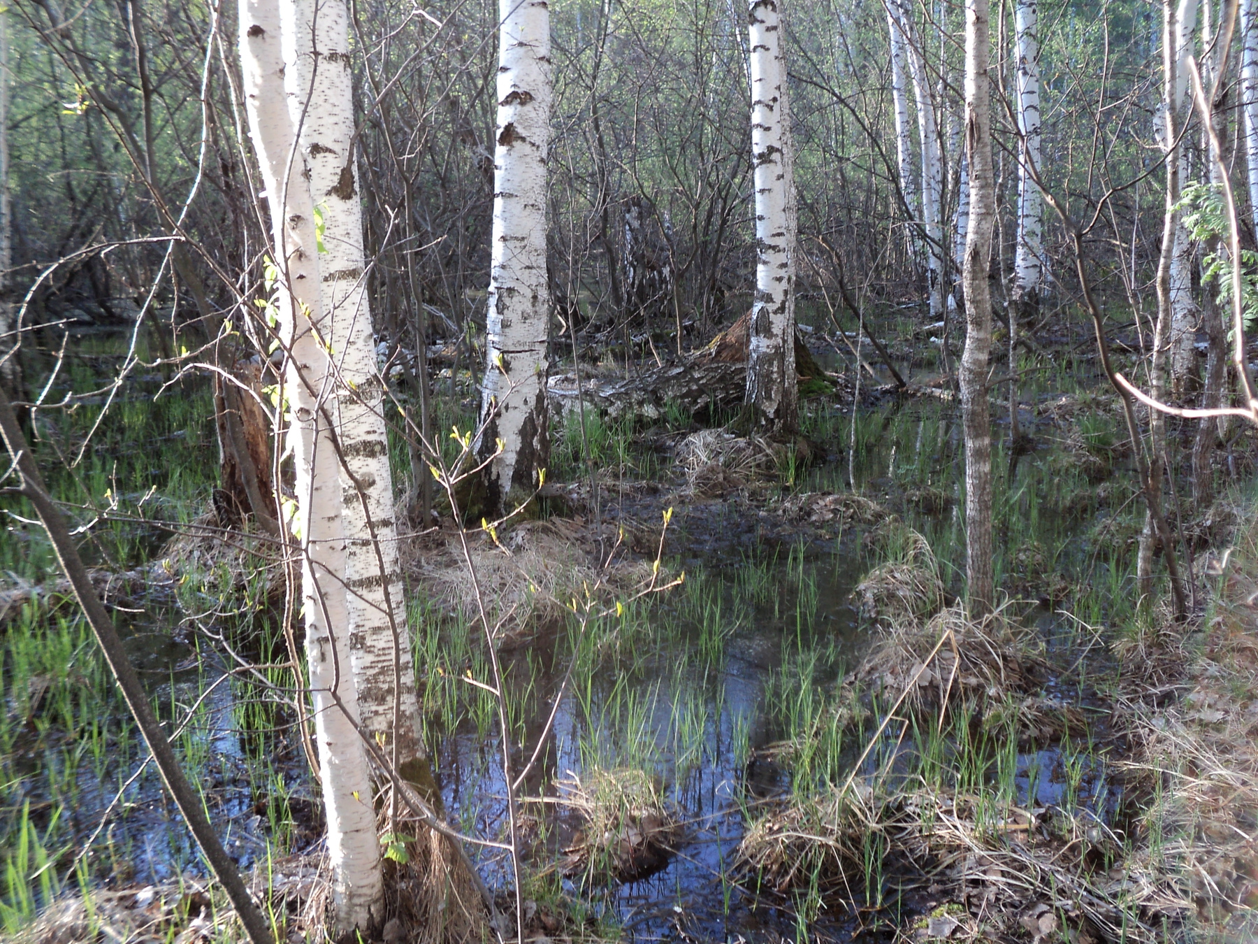 В чаще леса.3 