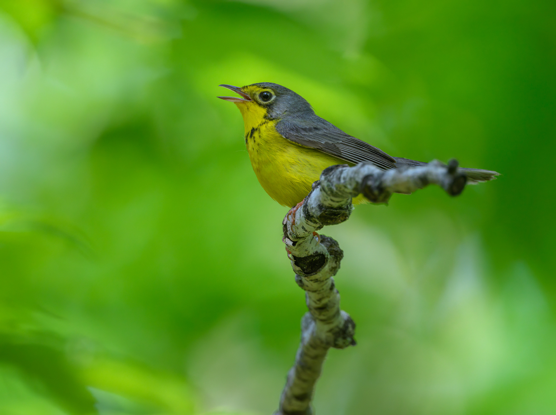 Canada warbler 