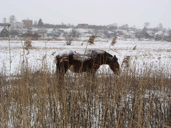 В поле природа лошадь животные