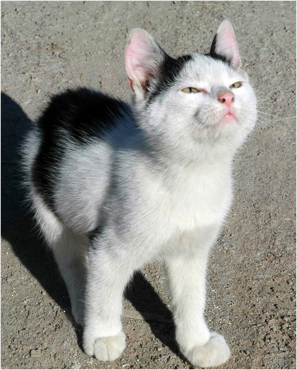 Извините, что я к вам обращаюсь... котёнок