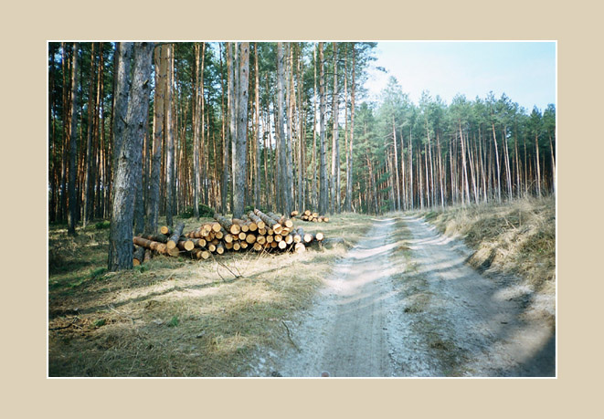 Лесная Лес, сосны, дорога, тепло