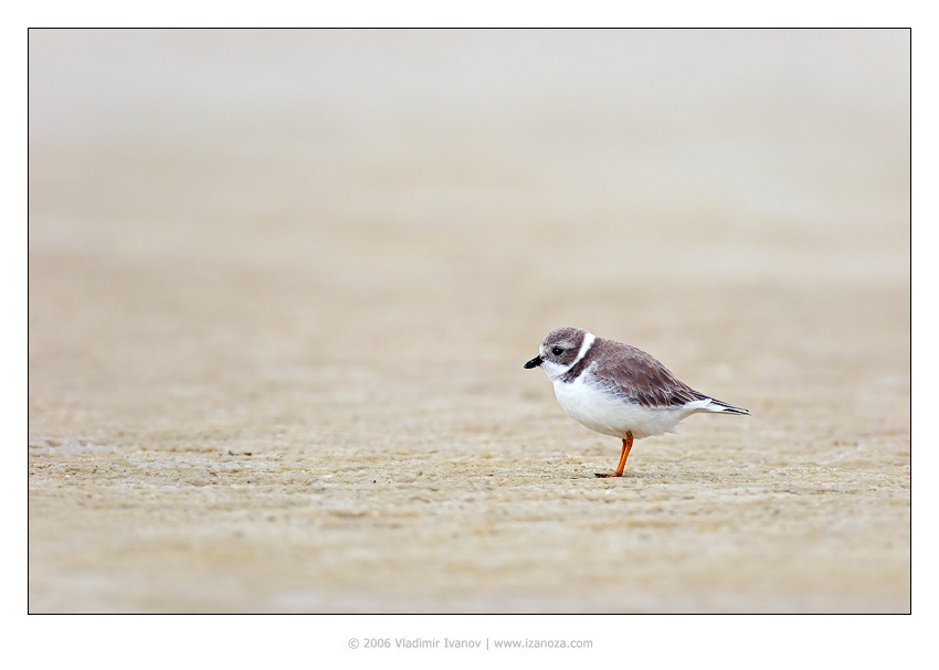 Дзен дзен медитация перепончатопалый галстучник semipalmated plover Florida US