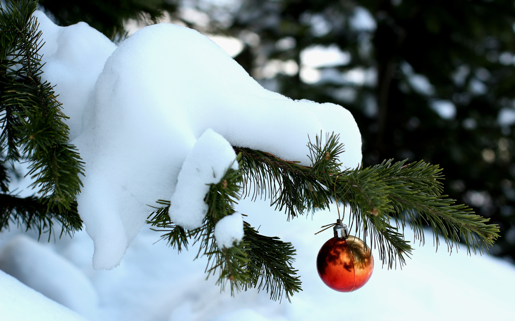 С Новым годом! Путешествия природа