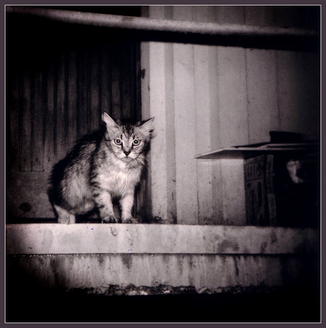Я начал жизнь в трущобах городских... Holga, Хольга