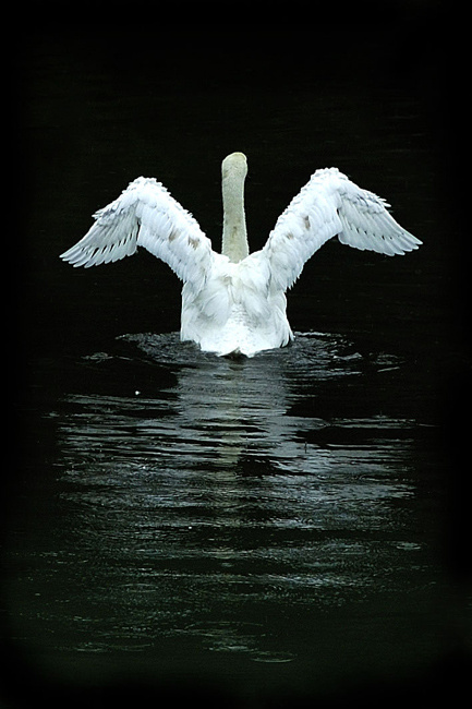 swan swan animals лебедь