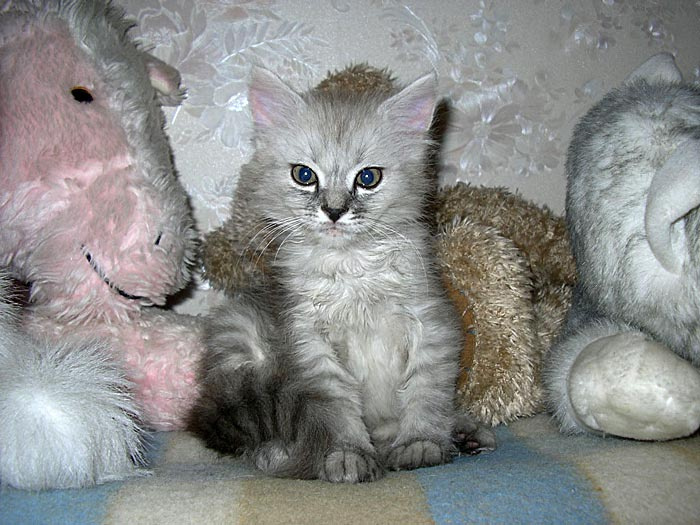 Да вот он я, самый настоящий! Фунтик котенок