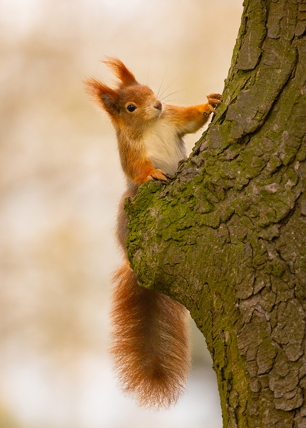 Squirrel 