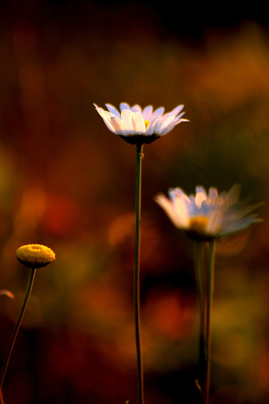 wildflowers on sunset (impression) 