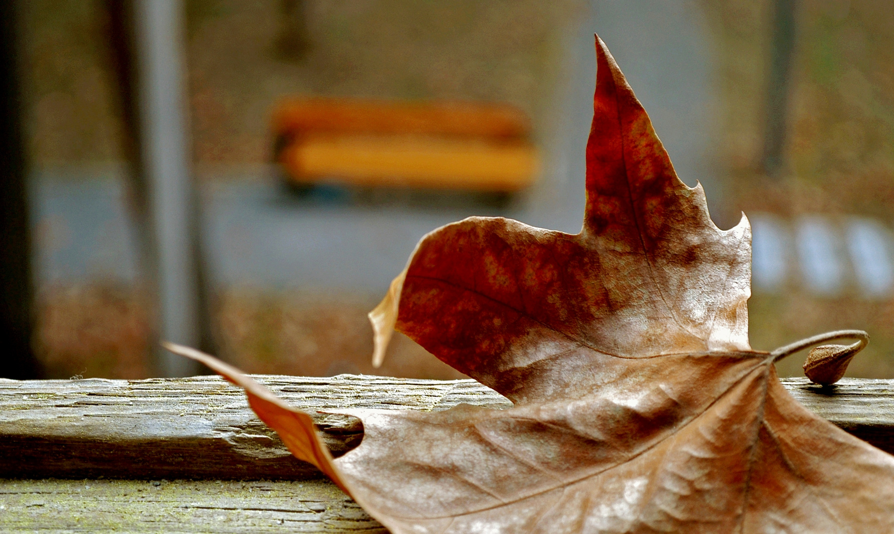 Autumn Leave, Tbilisi 
