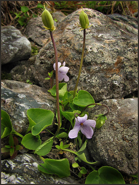 Viola palustris L 
