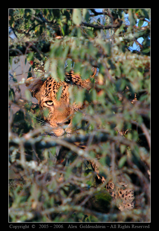 ЛЕОПАРД (Panthera pardus). Африка,Кения, Национальный, парк, Накуру