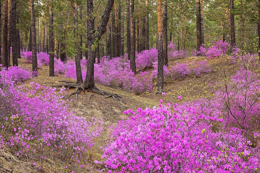 Даурское диво. багульник, весна, Забайкалье