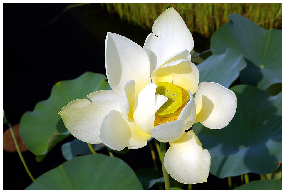 lotos_2 bronx, botanical, garden, lotos, flower, nature